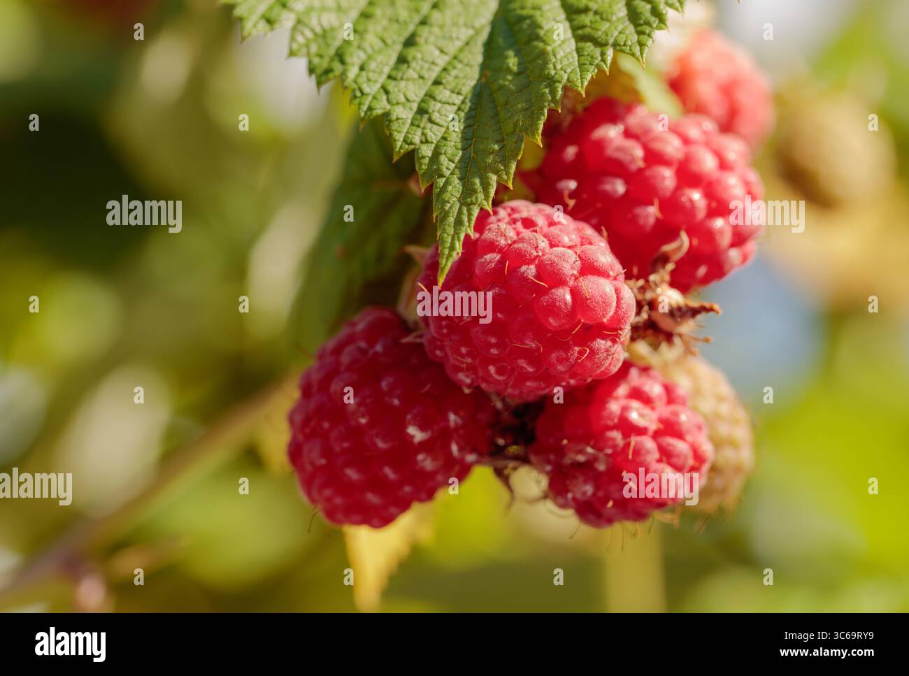 Close-up of ripening red raspberries on the vine. Natural light, summer ...