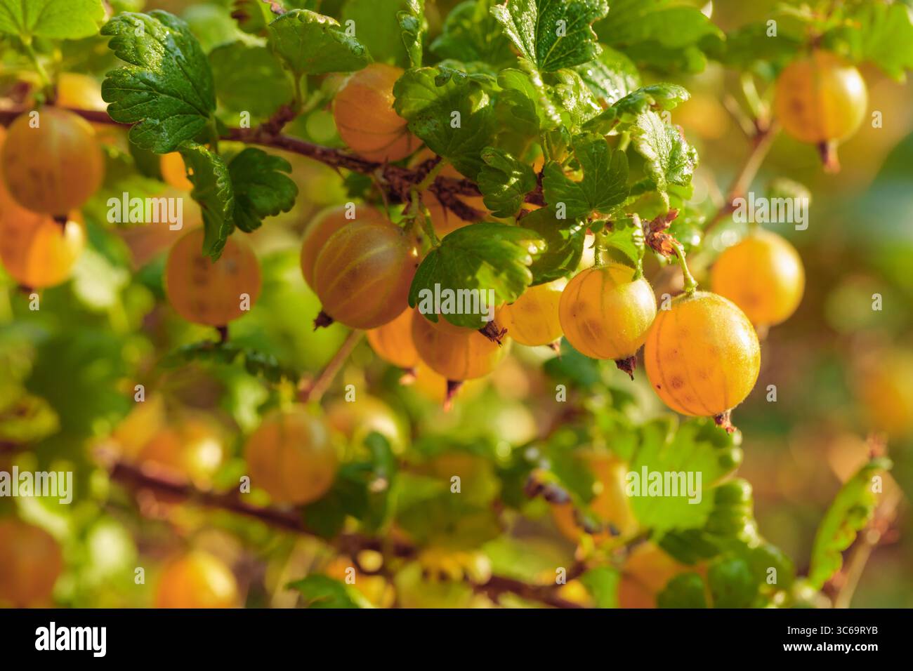 Close-up of ripe yellow gooseberry on the vine. Natural light, summer ...