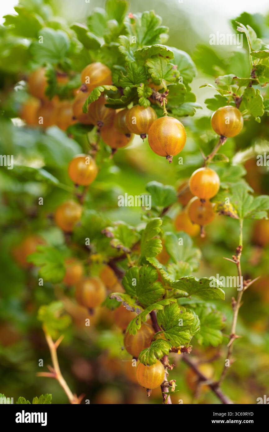 Close-up of ripe yellow gooseberry on the vine. Natural light, summer ...