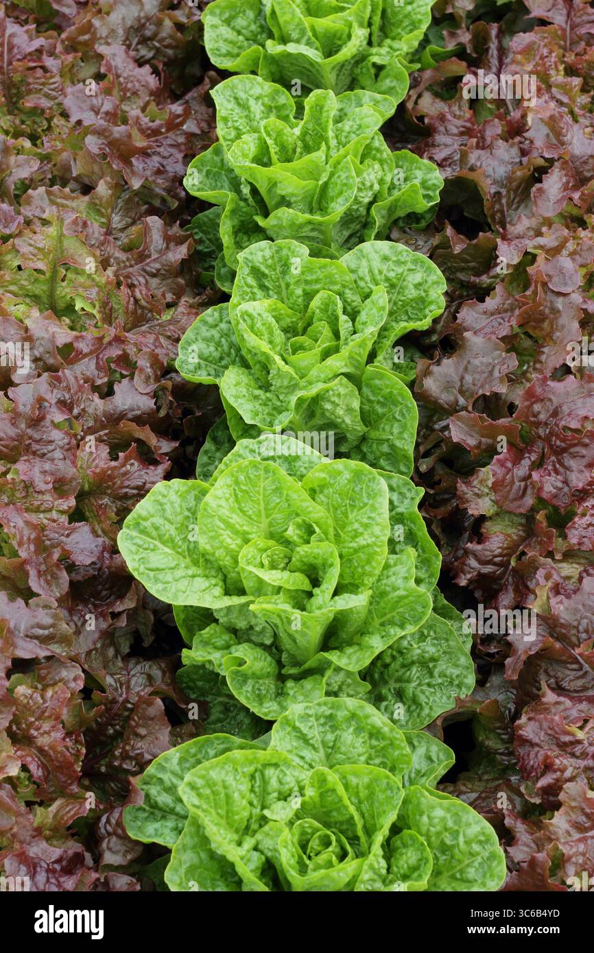 Red Salad Bowl Lettuce and Chatsworth Lettuce planted in alternate rows Stock Photo - Alamy