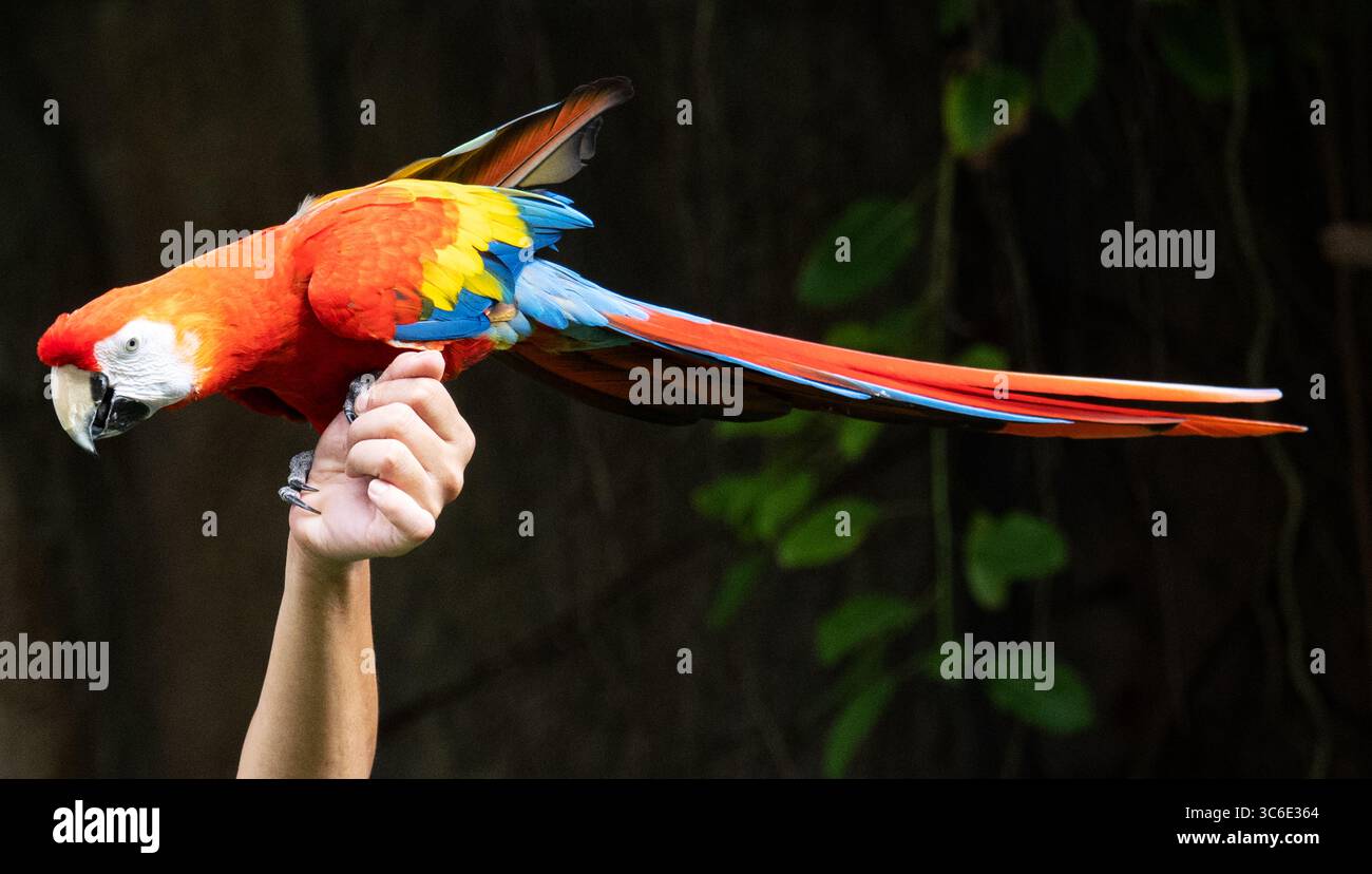 Macaw on hand hi-res stock photography and images - Alamy