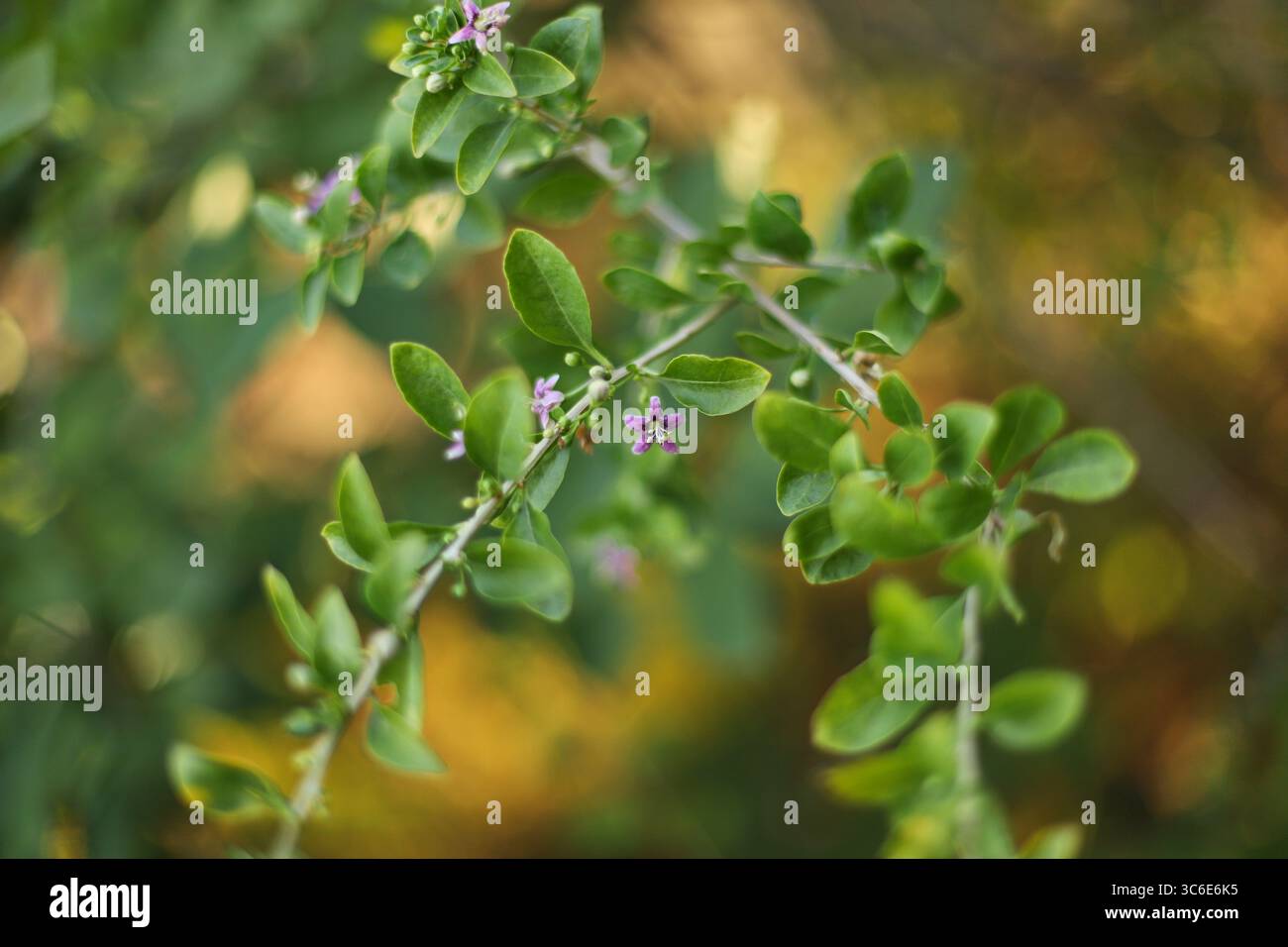 Goji berry plant close up (Lycium barbarum) Stock Photo