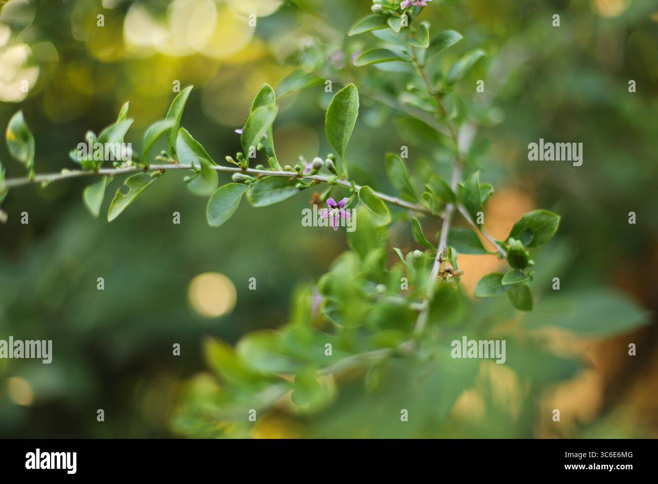 Goji berry plant close up (Lycium barbarum) Stock Photo