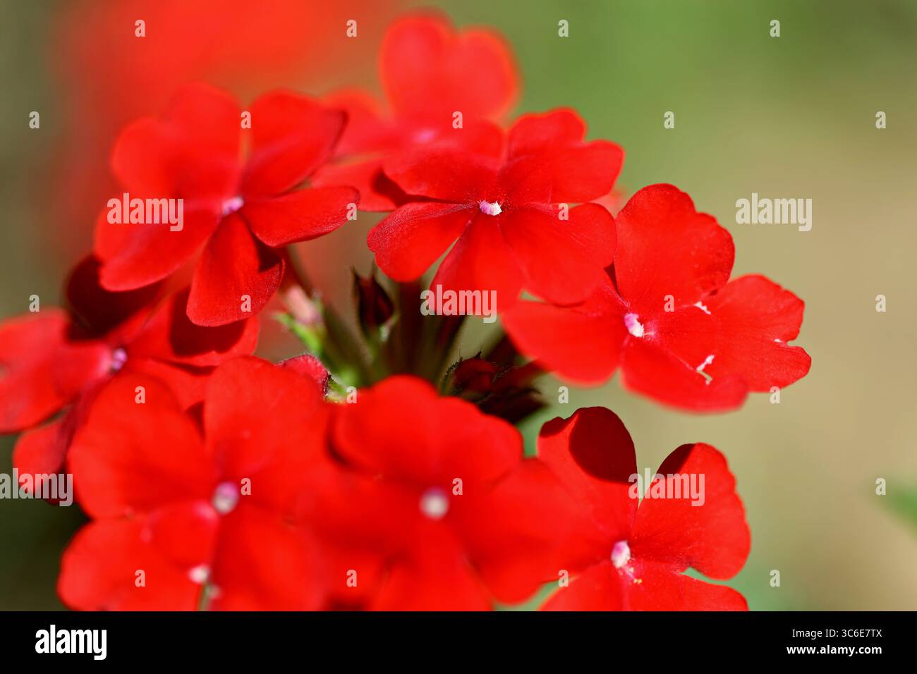 Garden red verbena glandularia hi-res stock photography and images - Alamy