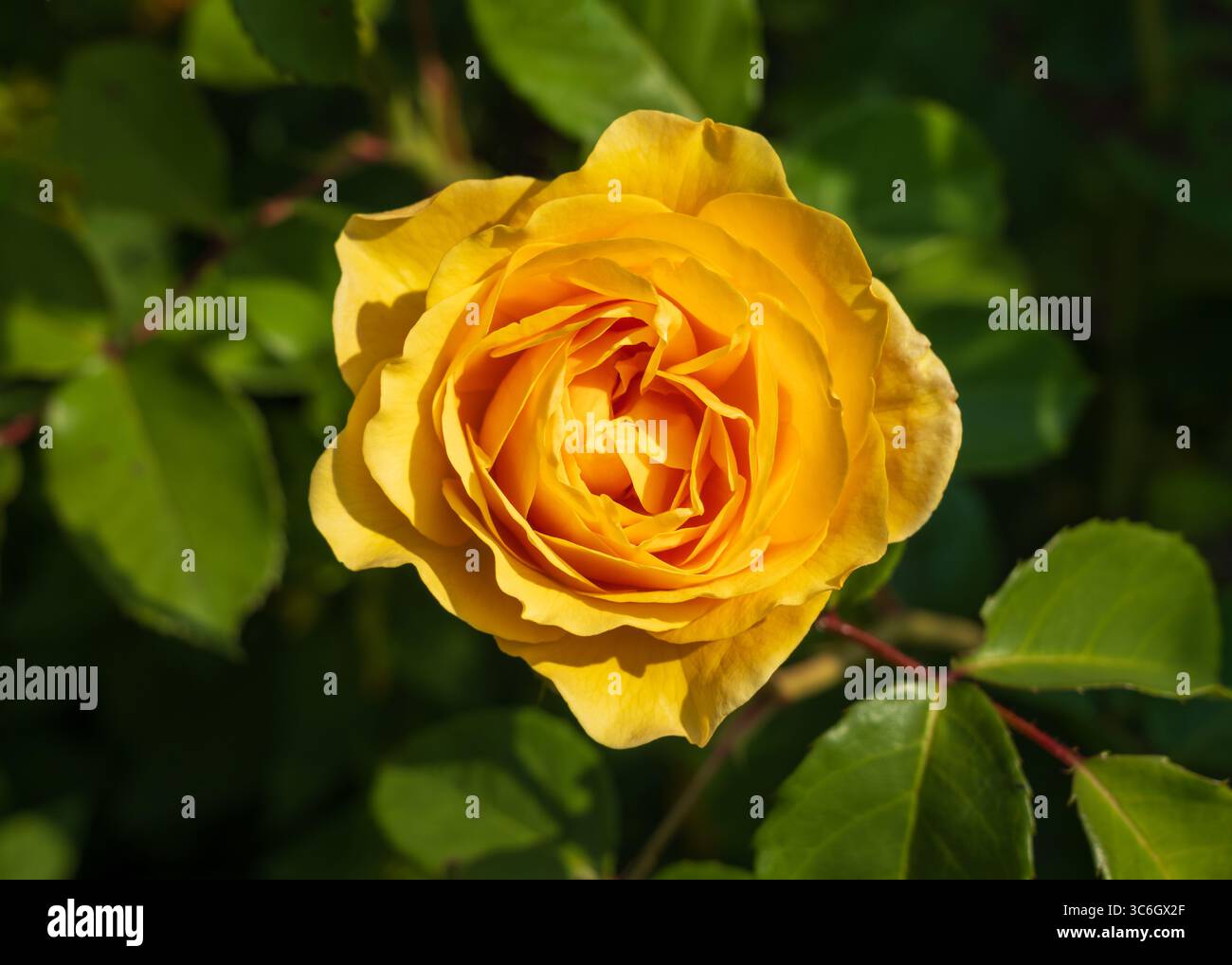 Fabulous Roses Golden butter colored single rose known as the absolutely fabulous rose ...