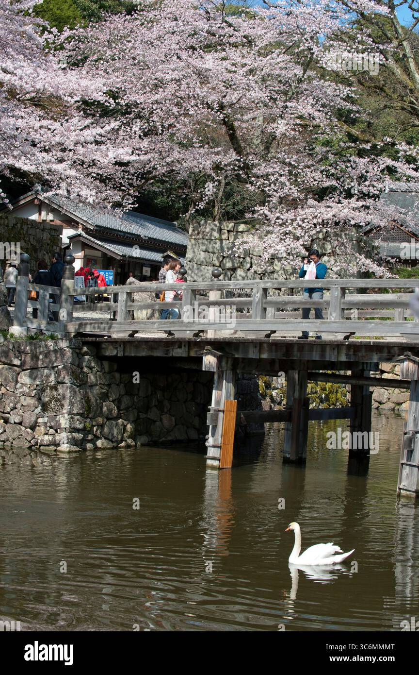 Spring cherry blossoms add a Japanese seasonal aesthetic to Hikone ...