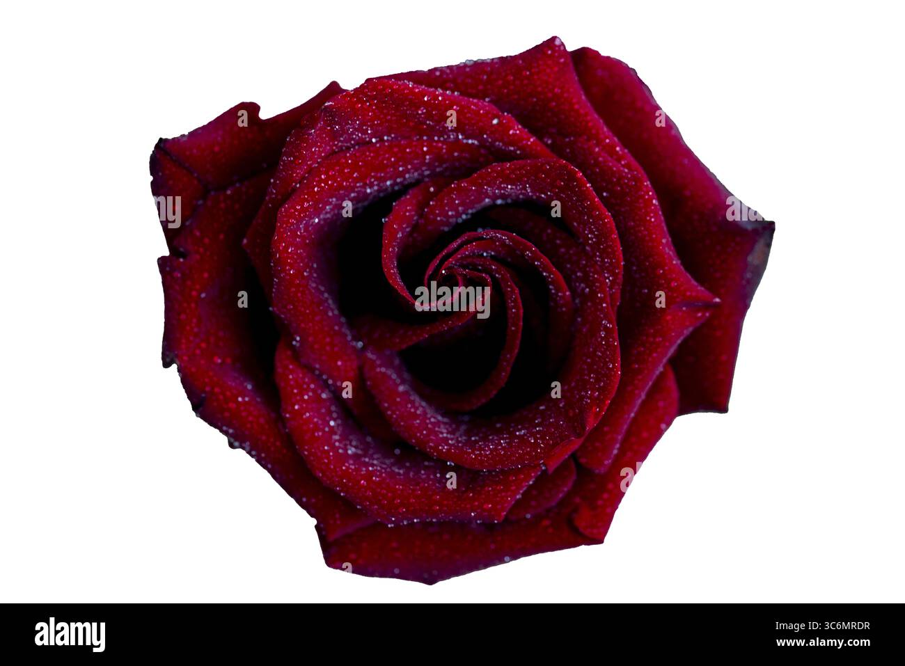 a Close-up of a beautiful red rose with dew drops of moisture, flower ...