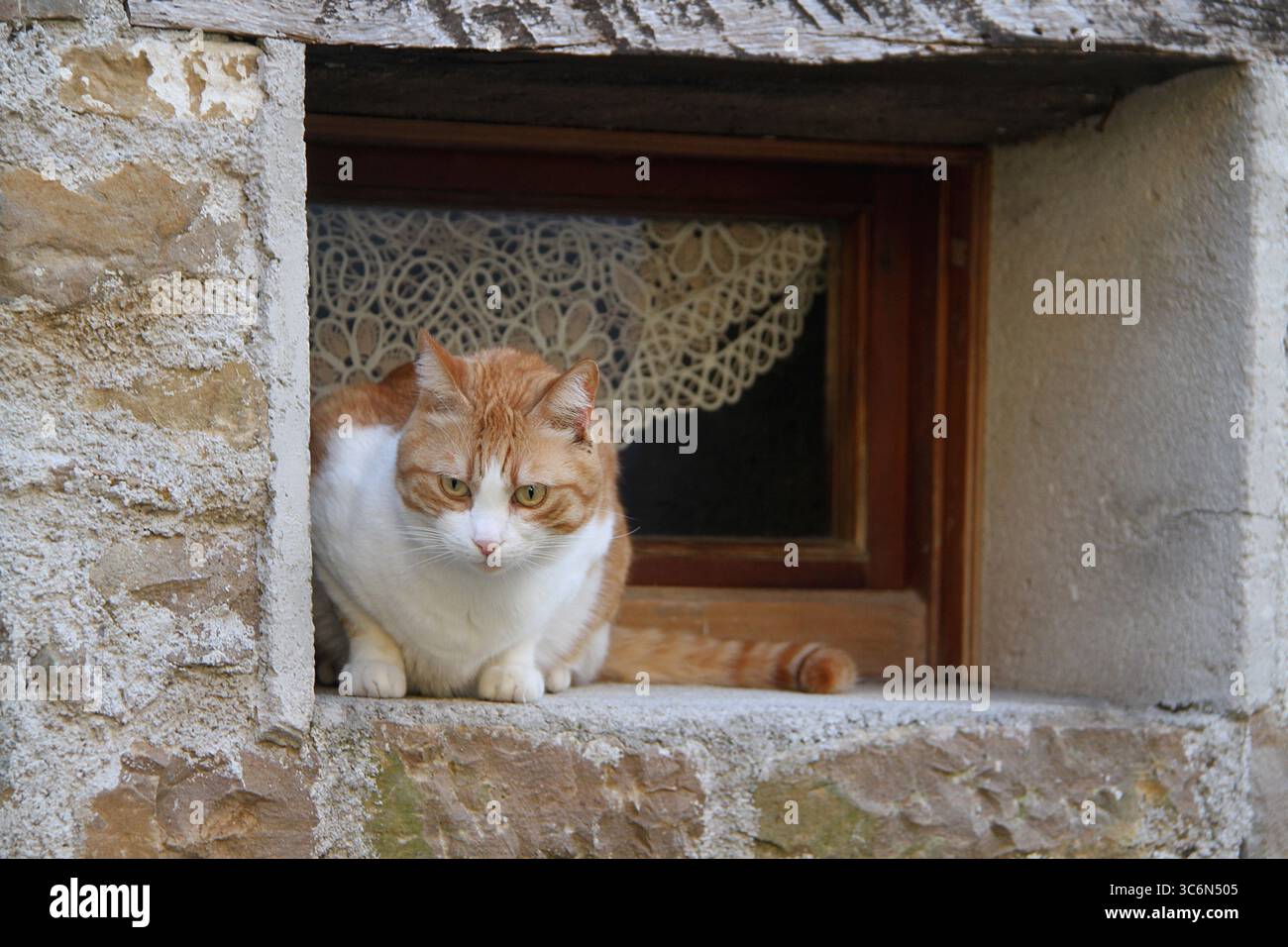 Creature outside window hi-res stock photography and images - Alamy