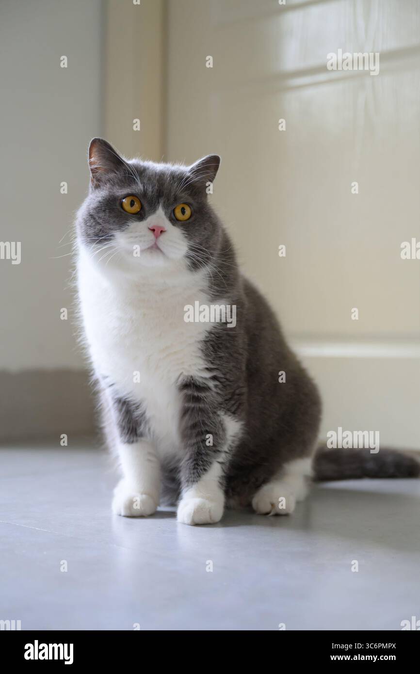 British shorthair cat sitting on the floor Stock Photo - Alamy