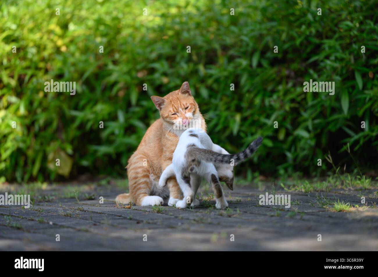 Two cats playing in the park Stock Photo