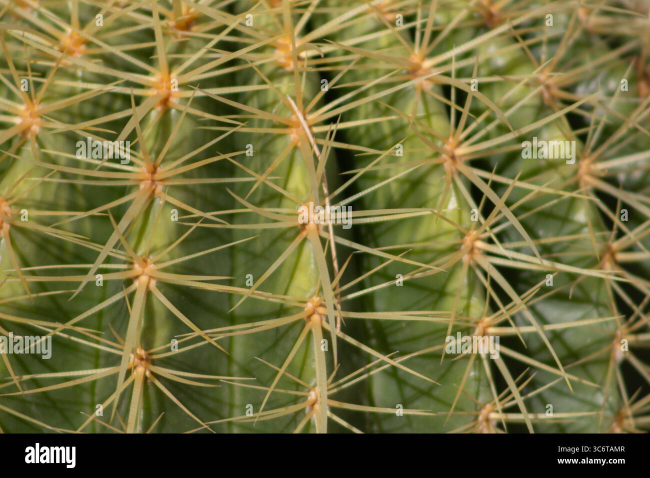 Extremely close-up photograph of a spiky round cactus, highlighting its radial symmetry and dense cluster of sharp spines. Stock Photo