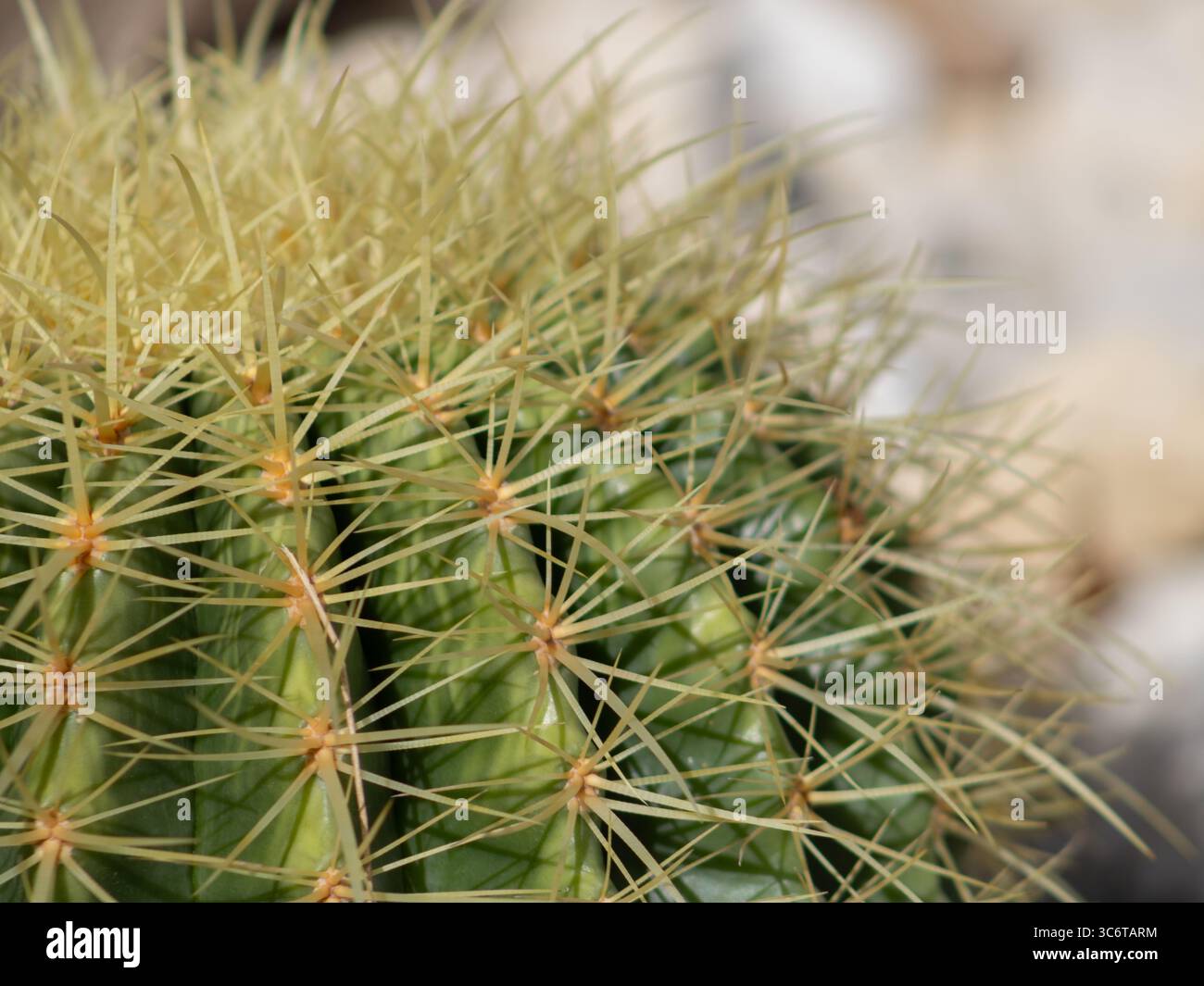 Top-down close-up photograph of a spiky round cactus, highlighting its radial symmetry and dense cluster of sharp spines. Stock Photo