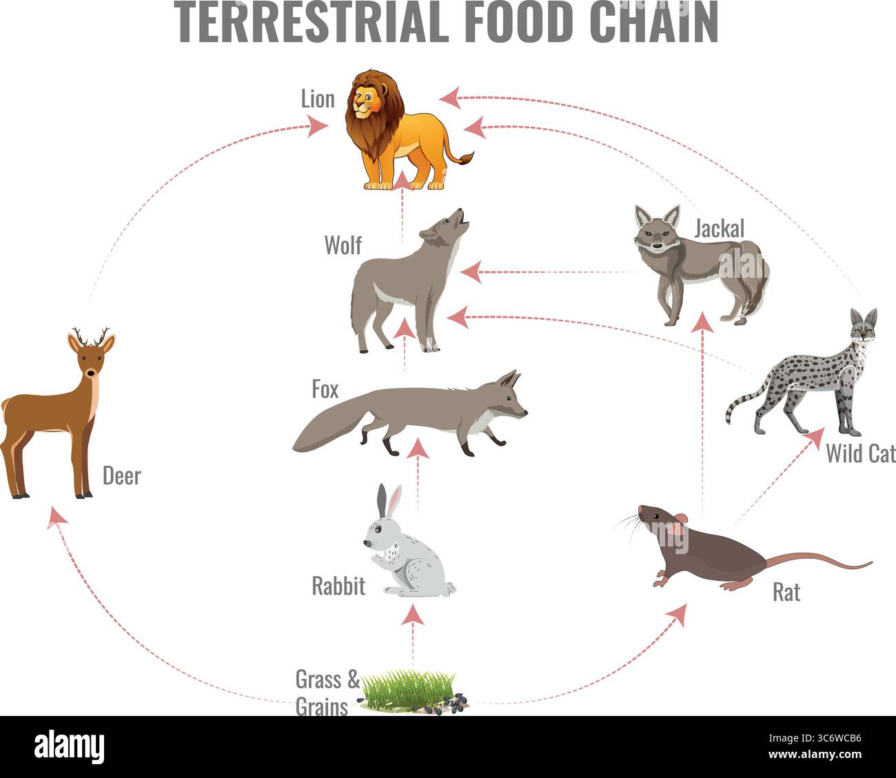 The terrestrial food chain shows energy transfer from plants to herbivores to carnivores and decomposers maintaining ecosystem balance Stock Vector