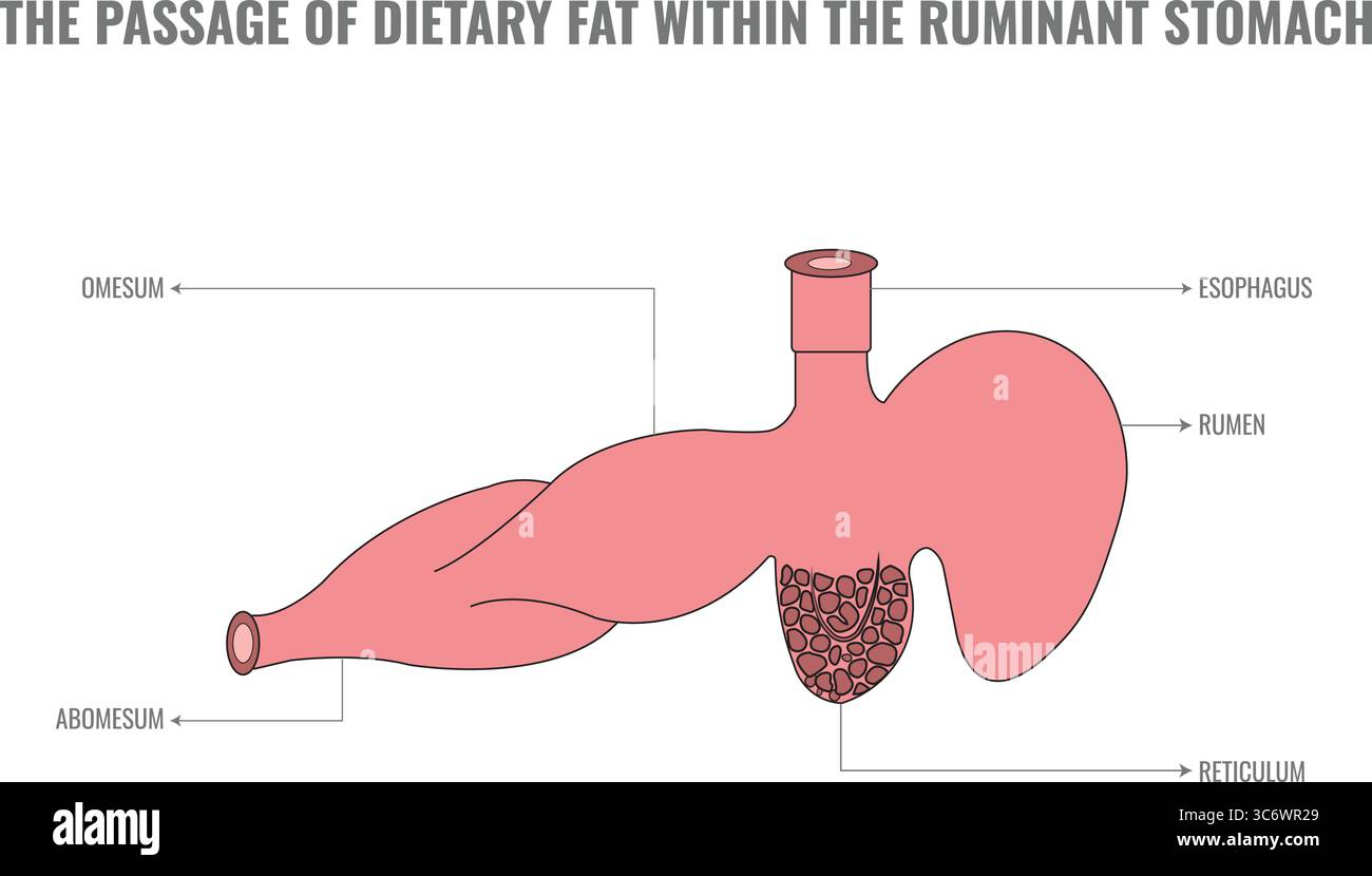 The passage of dietary fat in ruminants involves hydrolysis by ...