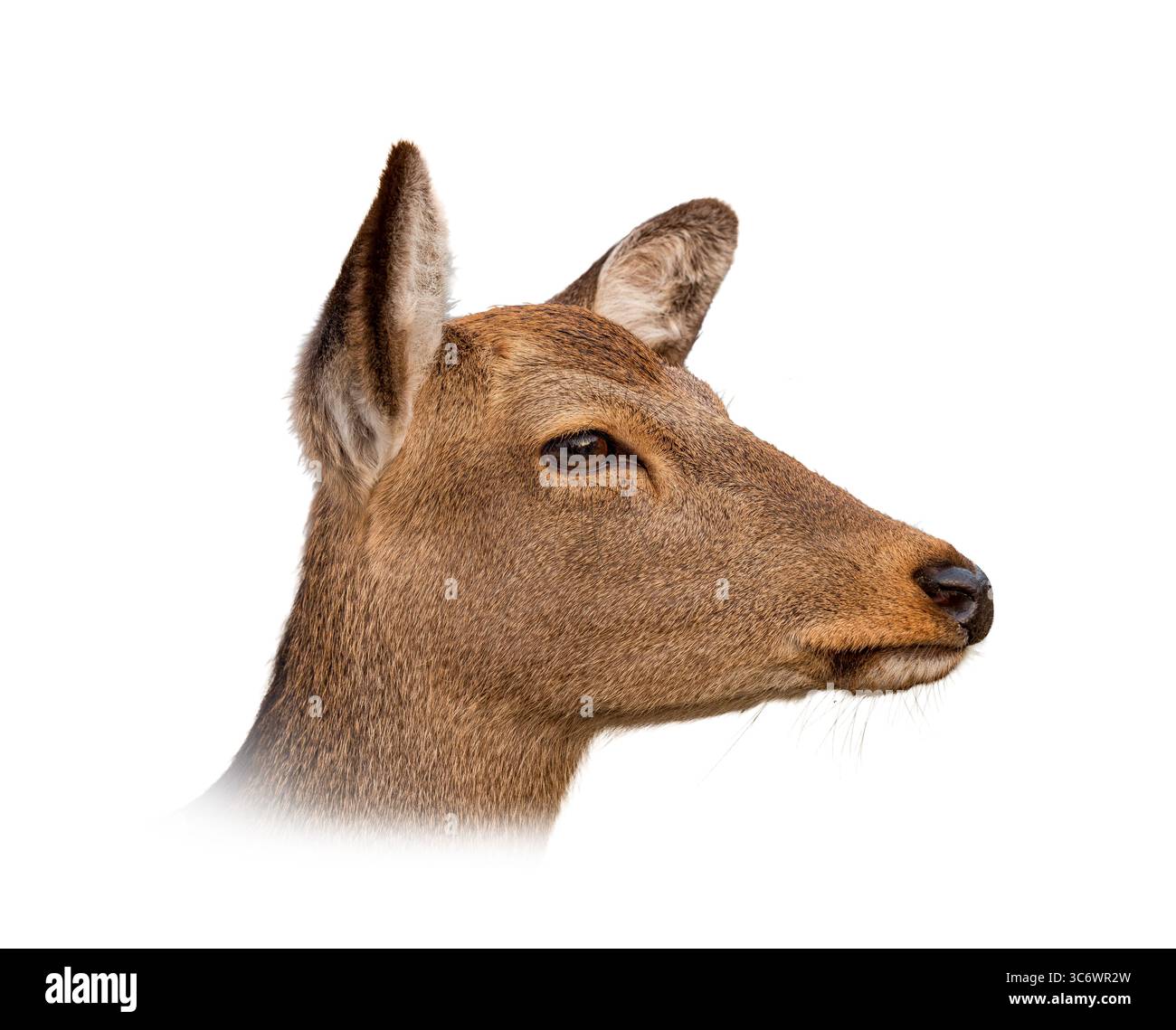 Beauty nature look up Cut Out Stock Images & Pictures - Alamy