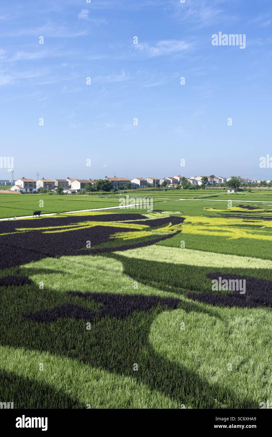 Xiangang Rice Aerial photo shows the creative paintings on rice field in Xiangyang ...