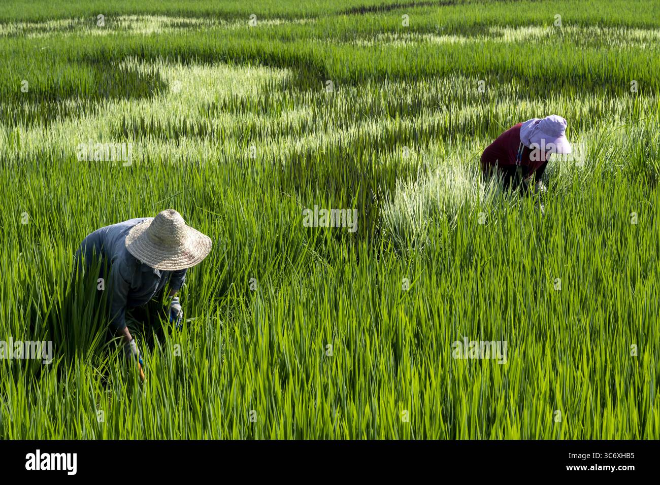 Xiangang Rice Aerial photo shows the creative paintings on rice field in Xiangyang ...