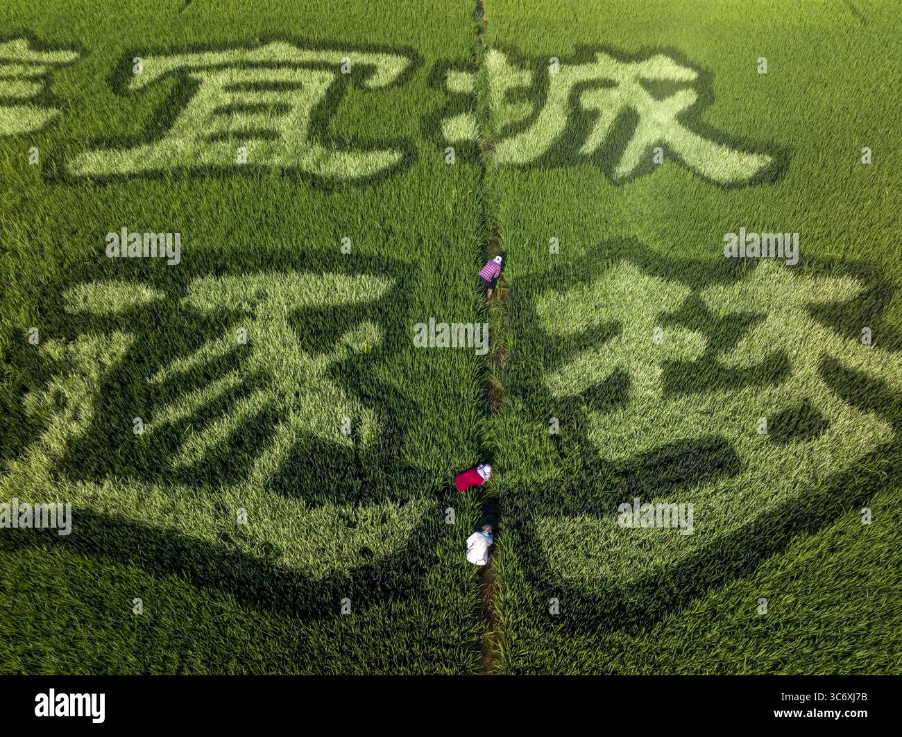 Xiangang Rice Aerial photo shows the creative paintings on rice field in Xiangyang ...