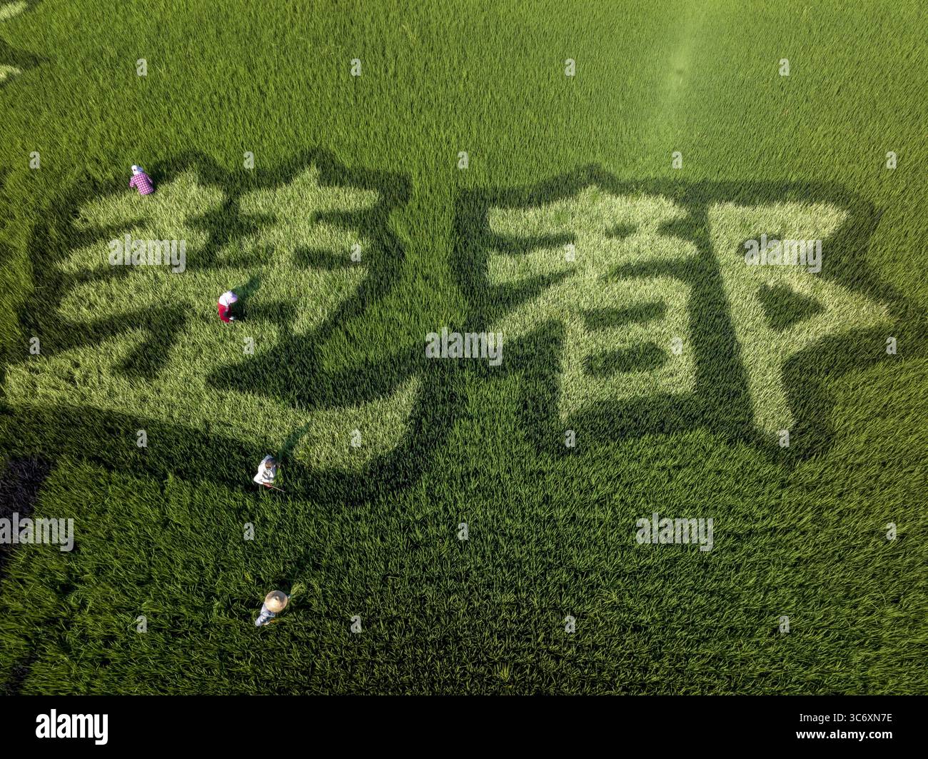Xiangang Rice Aerial photo shows the creative paintings on rice field in Xiangyang ...