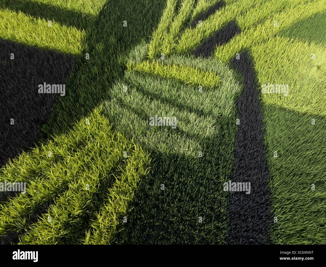 Xiangang Rice Aerial photo shows the creative paintings on rice field in Xiangyang ...