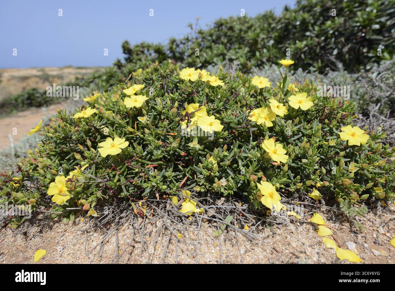 Halimium calycinum hi-res stock photography and images - Alamy