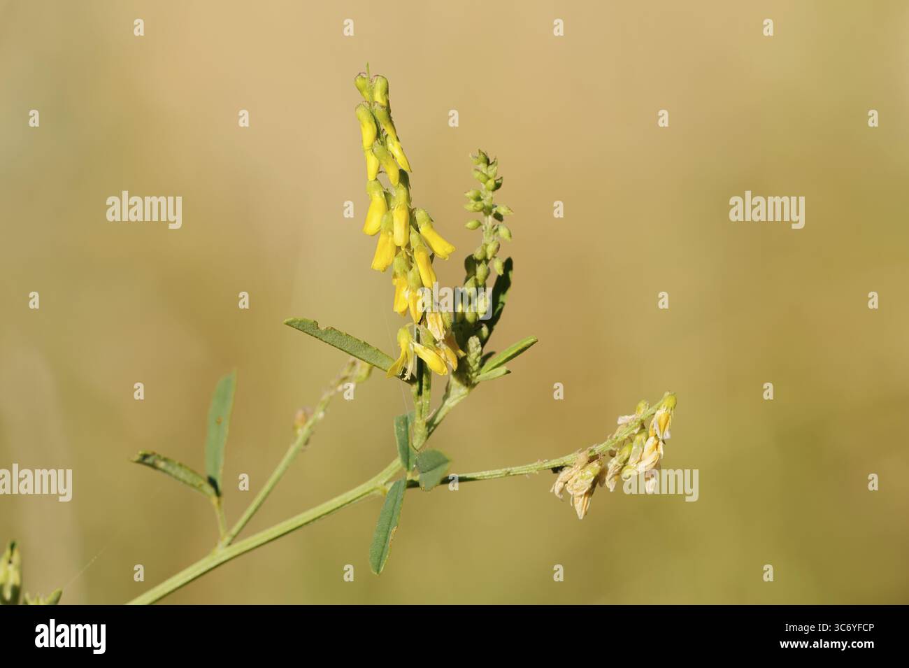 Sweet yellow clover or sweet melilot (Melilotus officinalis), inflorescence, North Rhine-Westphalia, Germany Stock Photo