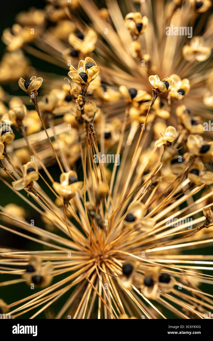 Macro plant image of Allium seedhead showing natural patterns and black ...