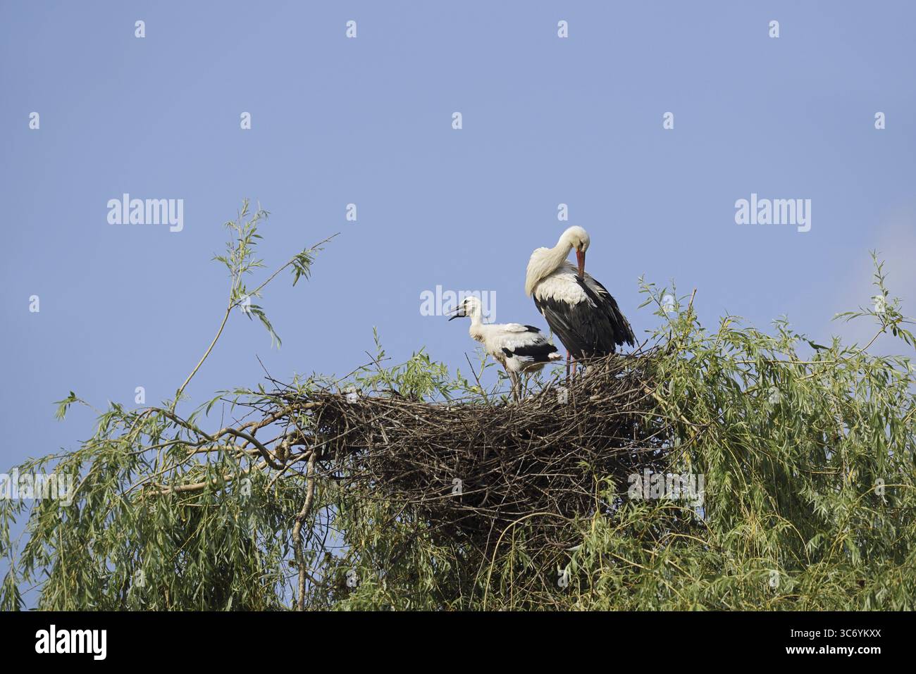 White stork (Ciconia ciconia) with chicks in the nest on a willow (Salix), North Rhine-Westphalia, Germany Stock Photo