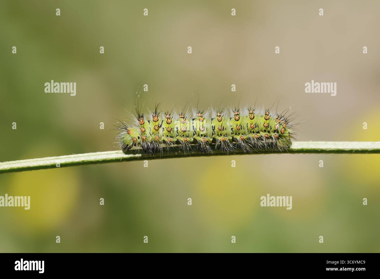 Small emperor moth (Saturnia pavonia), caterpillar, France Stock Photo ...