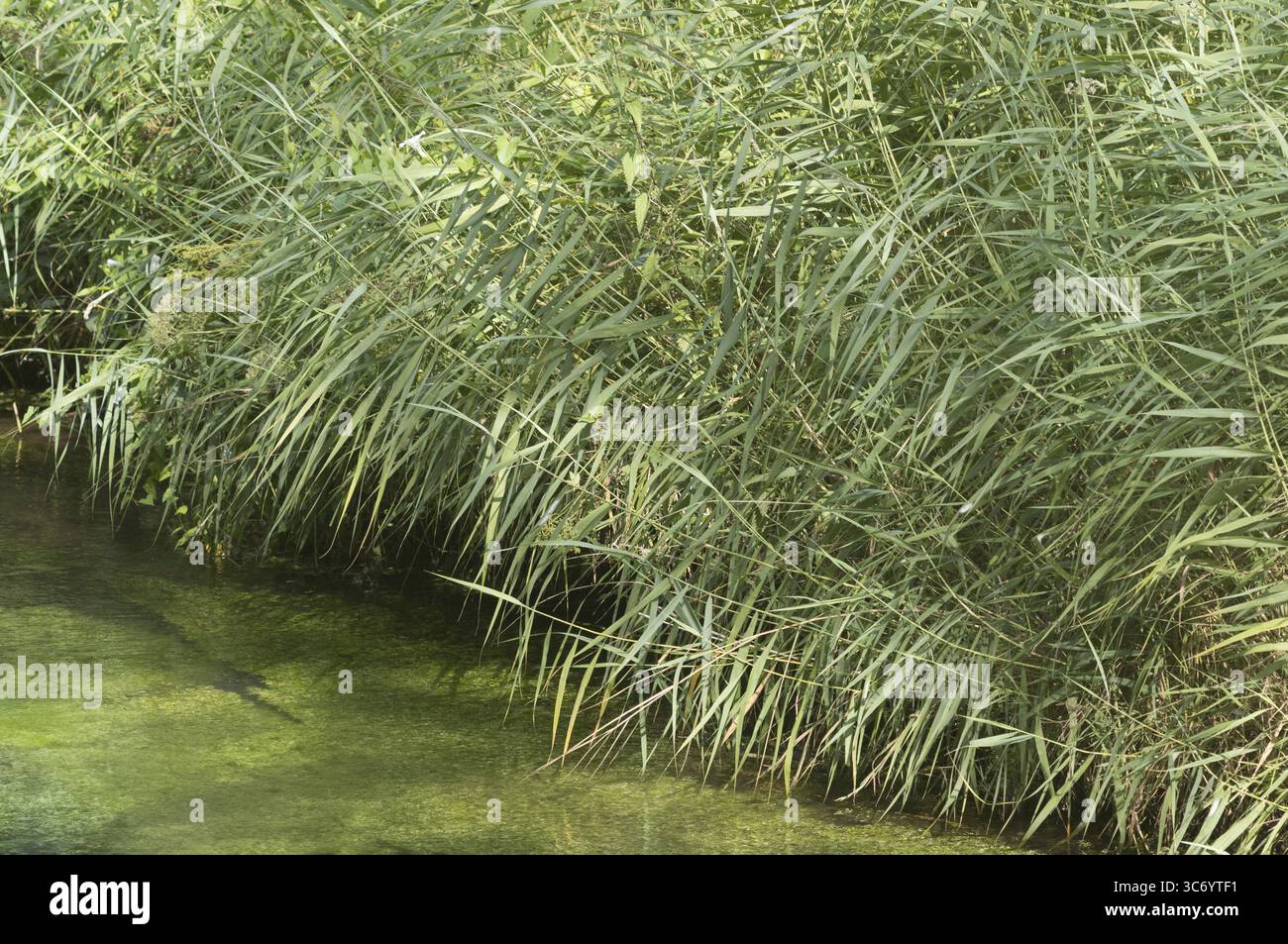 River bank densely reeds hi-res stock photography and images - Alamy