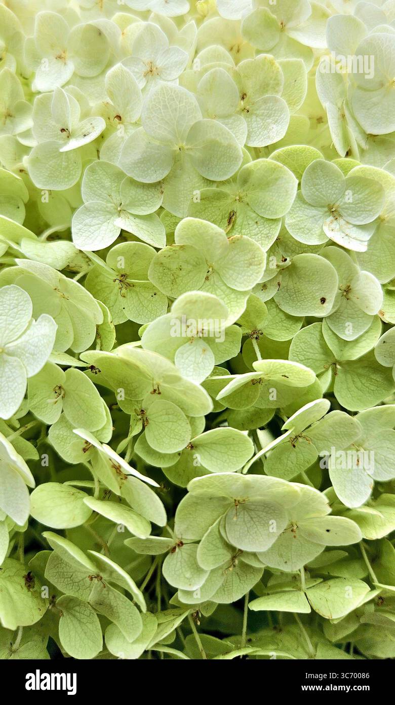 Extreme close-up of white hydrangea flowers (Hydrangea arborescens) showing fine petal texture, veins, and subtle natural imperfections. - Smartphone Captured Stock Image