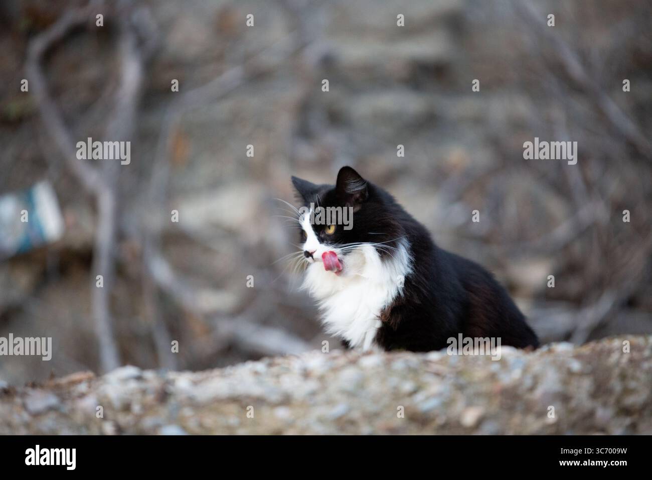 A black and white cat is comfortably and quietly sitting on a rock Stock Photo