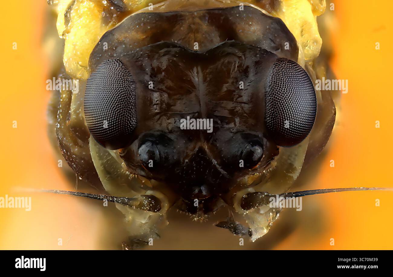 Extreme Close-Up of a Mayfly, Ephemeroptera Head Showing Compound Eyes and Detailed Anatomy Stock Photo