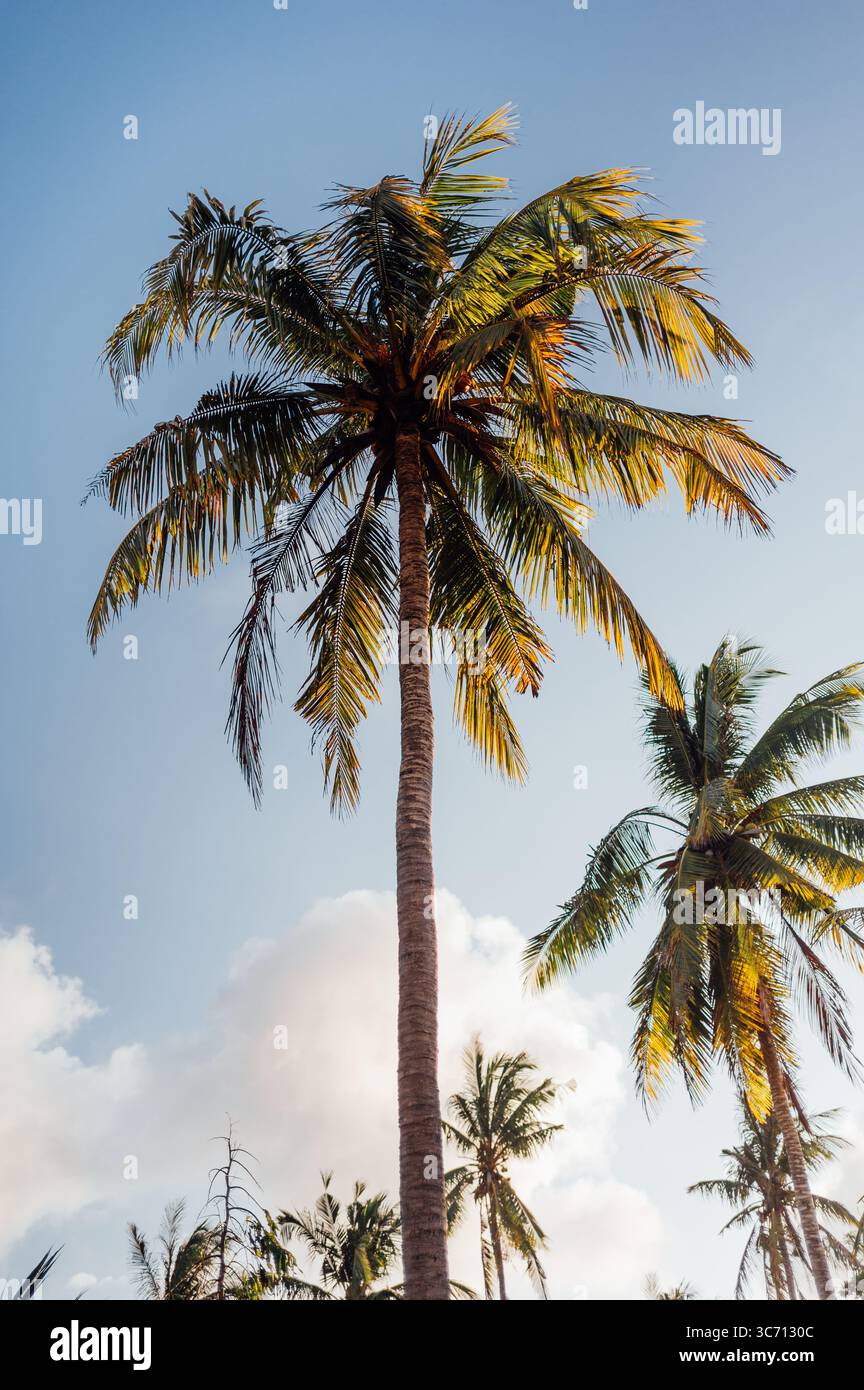 Sunlit Coconut Palm Against Clear Blue Sky in Kuta, Lombok Stock Photo