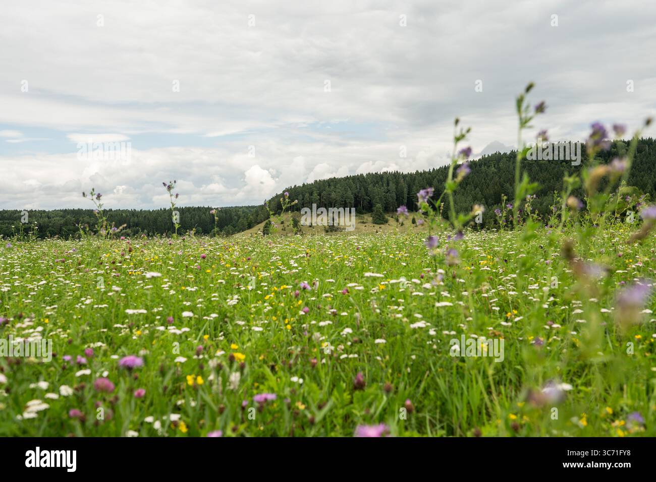 31-july-2025-baden-wrttemberg-rottweil-numerous-flowers-grow-in-a-meadow-near-rottweil-photo-silas-steindpa-3C71FY8.jpg