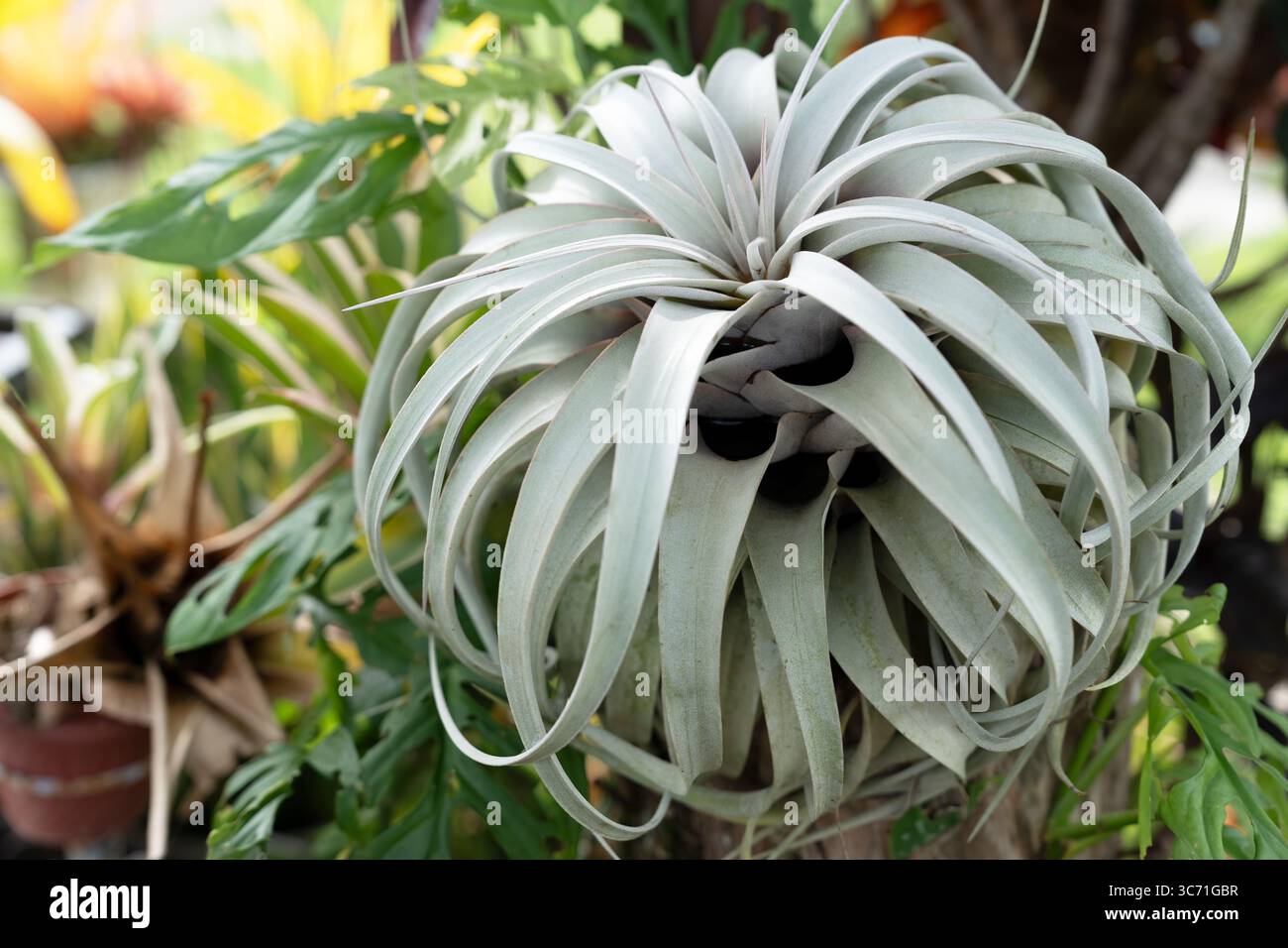 Tillandsia xerographica hi-res stock photography and images - Alamy