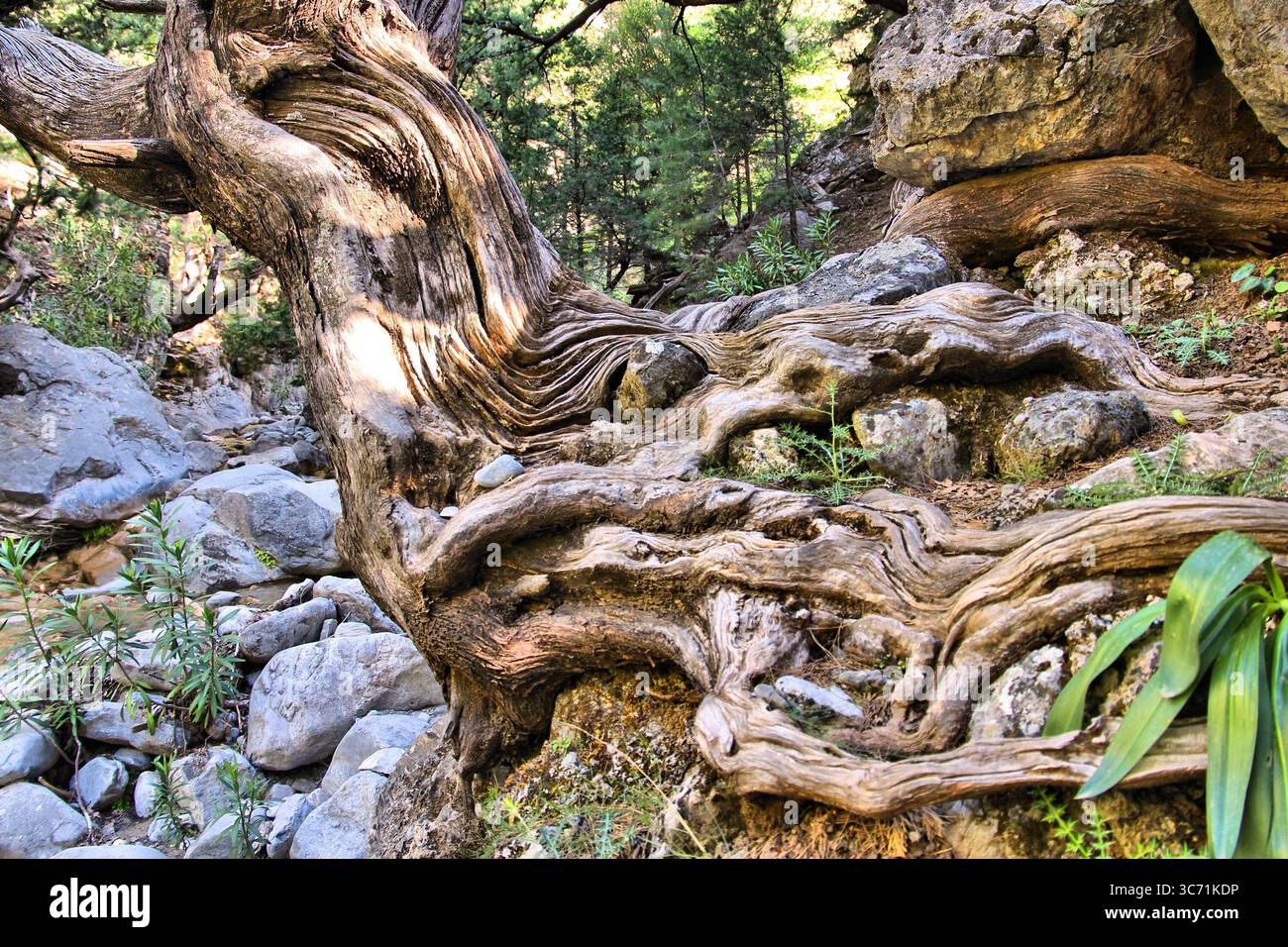 Very old tree in Samaria Gorge, Crete island, Greece Stock Photo - Alamy