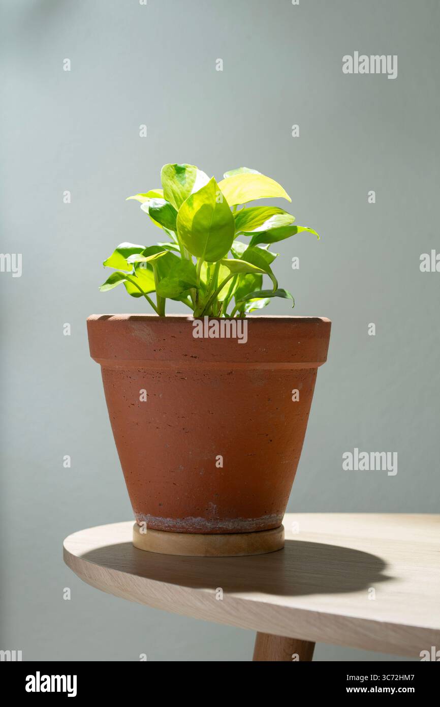 Pothos plant in pot hi-res stock photography and images - Alamy