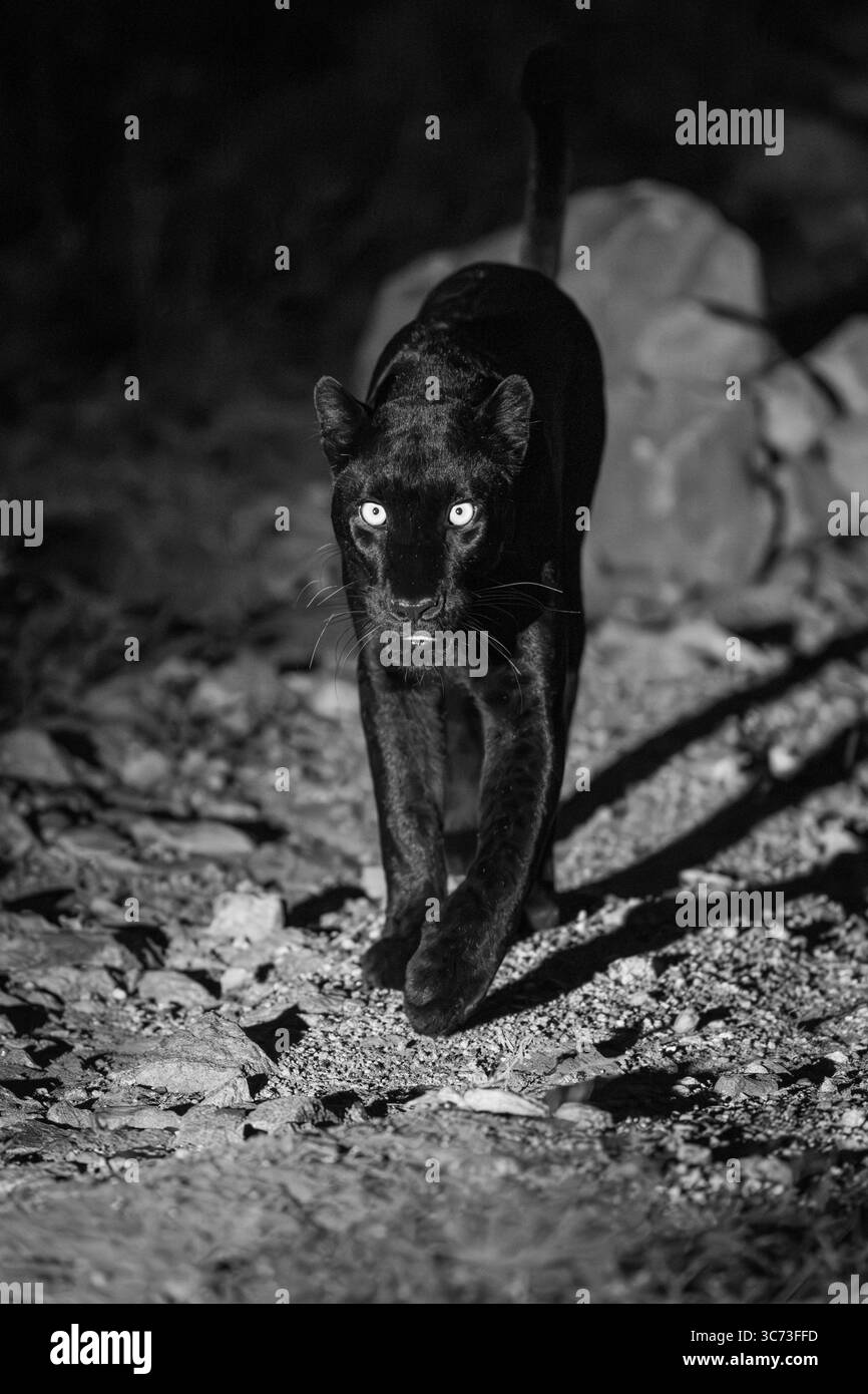 Mono black leopard approaching camera at night Stock Photo - Alamy