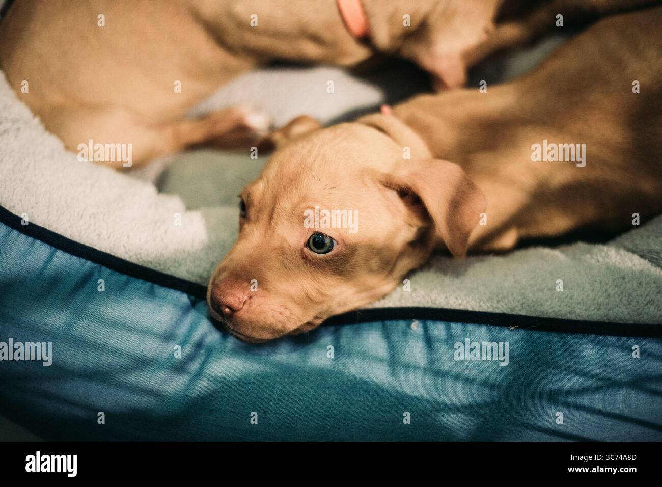 Light brown puppy resting on a soft blanket, looking to the side with a calm expression. Stock Photo