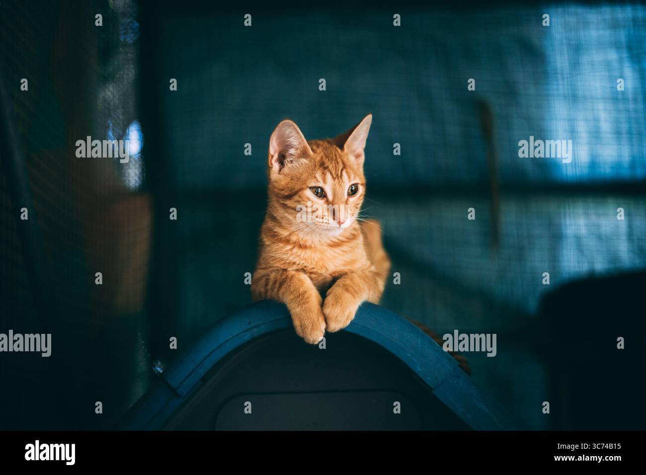 Playful orange tabby kitten lying on a soft blanket, looking up with bright, curious eyes in warm indoor light Stock Photo