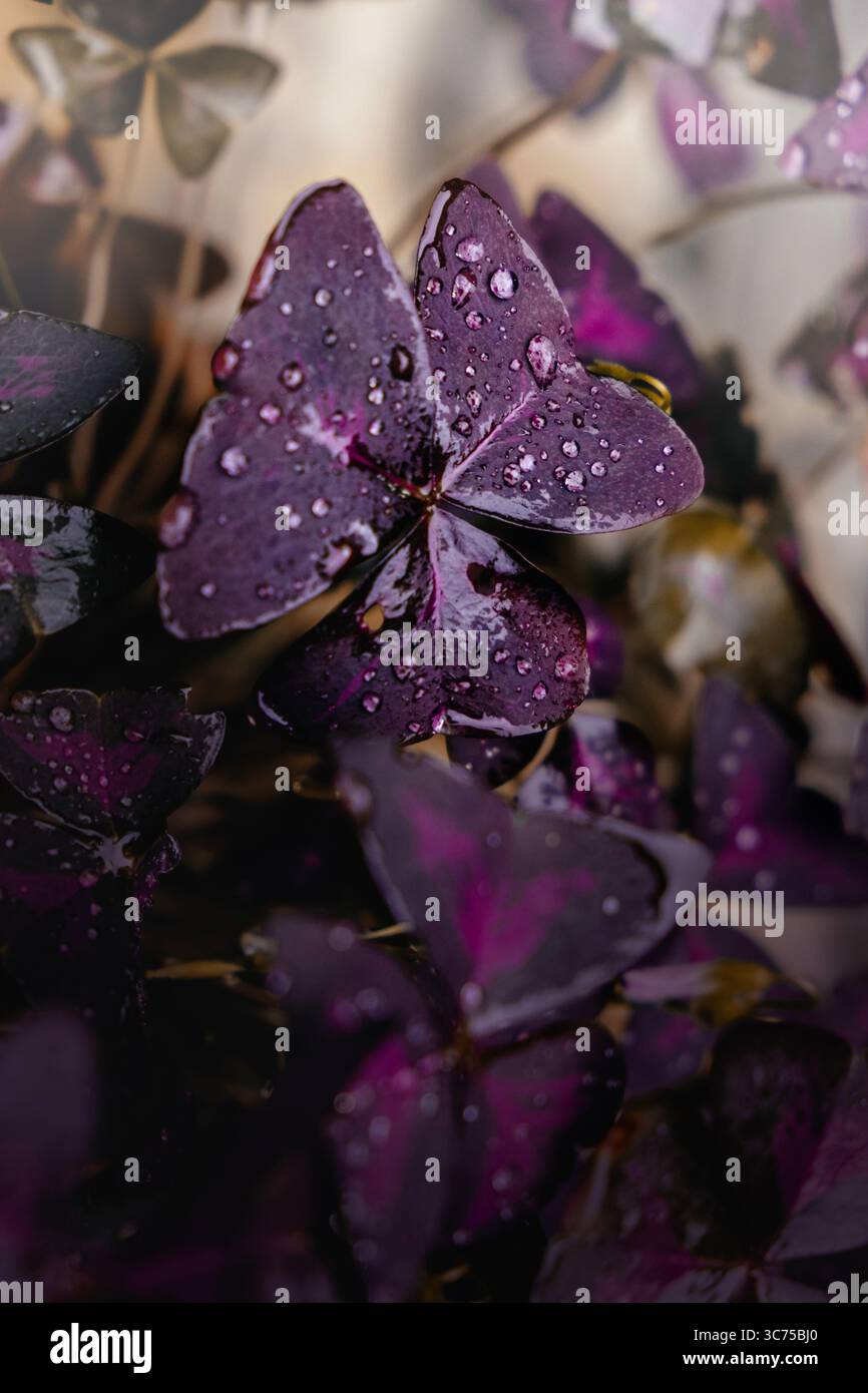 Water drops on purple petals Stock Photo