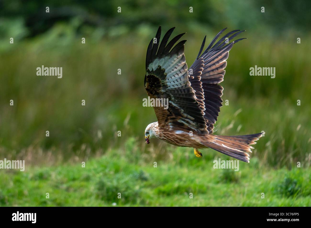 red kite bird flying in the wind.Red kites are striking birds of prey, easily identifiable by their reddish-brown plumage, angled wings with white pat Stock Photo