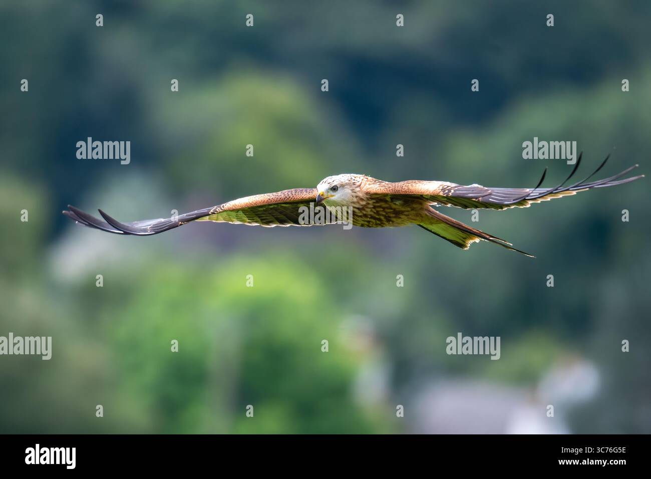 red kite bird flying in the wind.Red kites are striking birds of prey, easily identifiable by their reddish-brown plumage, angled wings with white pat Stock Photo