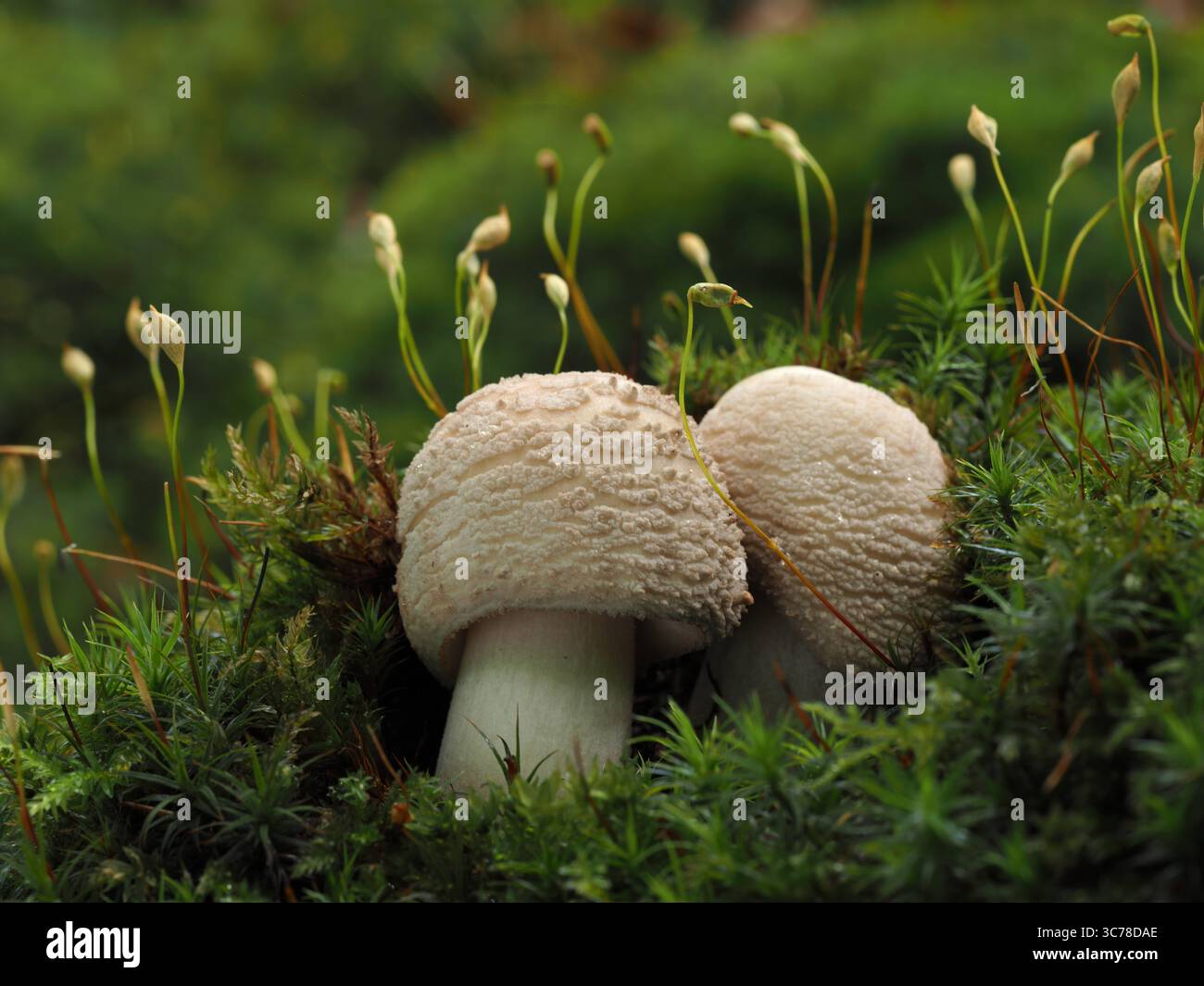 Perlpilze Amanita Rubescens Im Waldmoos Perlpilze Sind Sehr Gute perlpilze-amanita-rubescens-im-waldmoos-perlpilze-sind-sehr-gute