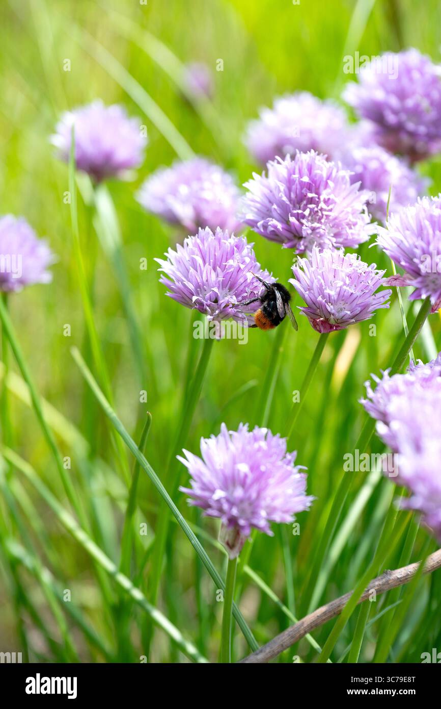 Bumblebees are one of many pollinators. Stock Photo