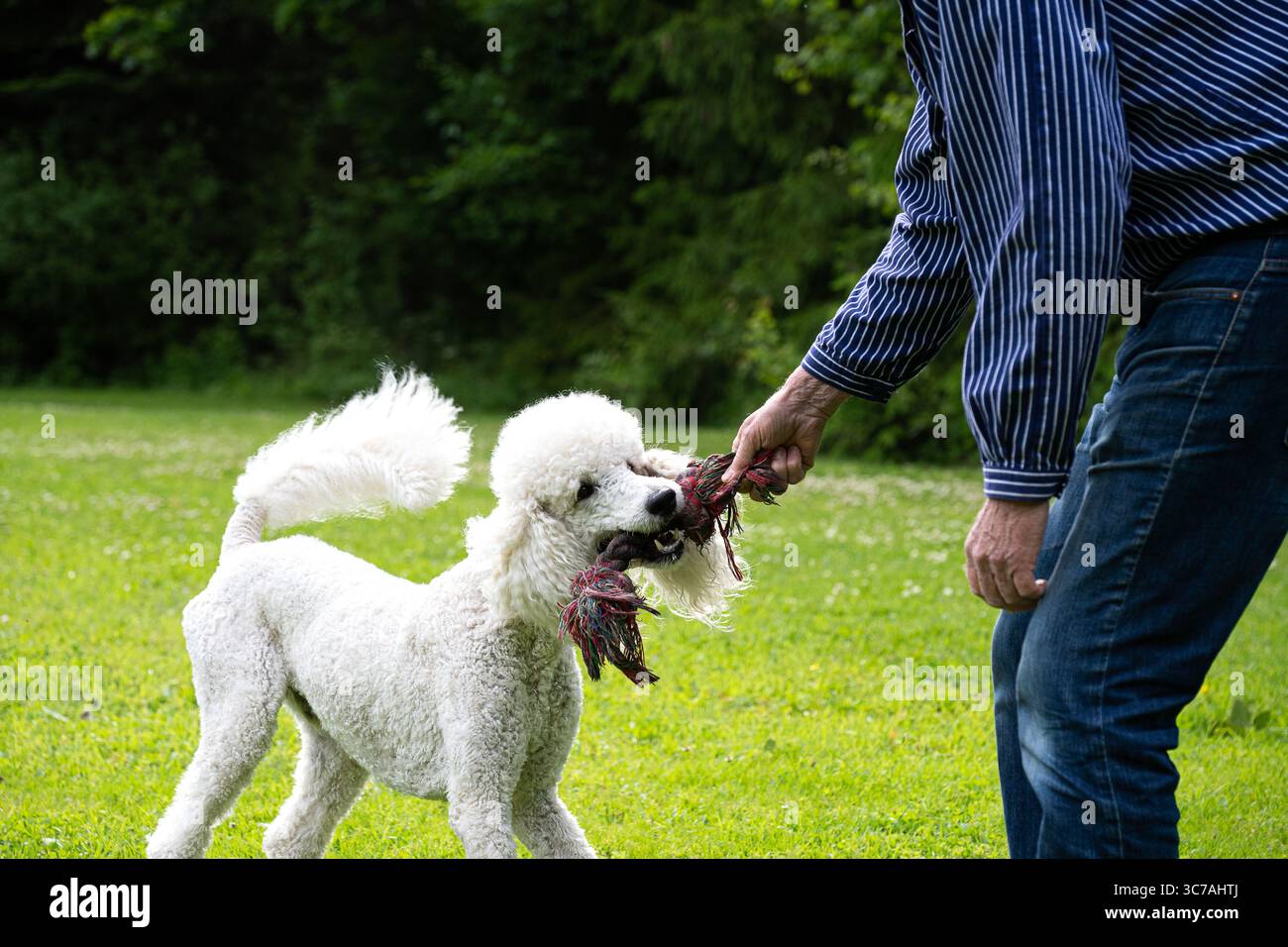 A man and his dog are playing. Stock Photo