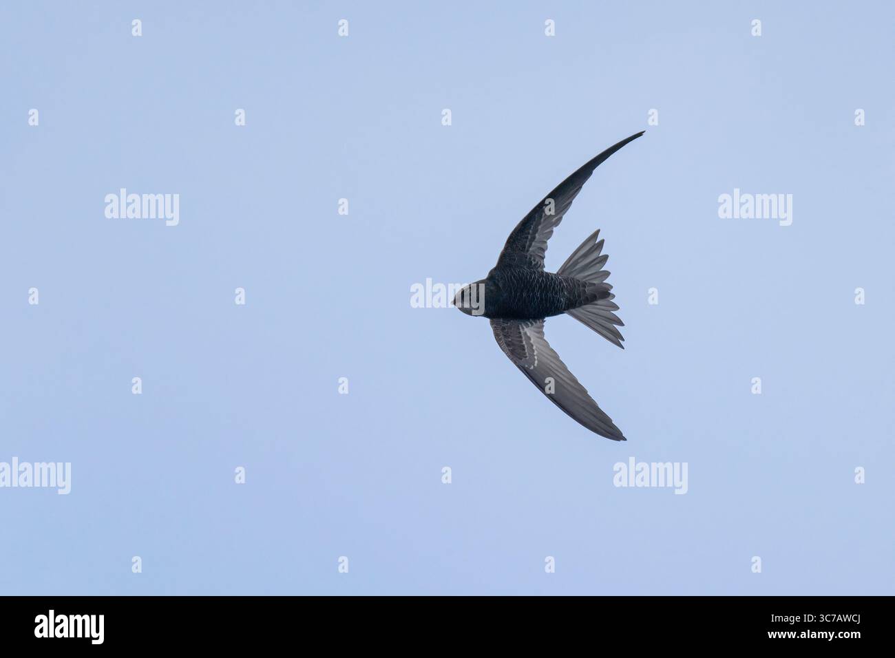 Faces that occur in nature hi-res stock photography and images - Alamy