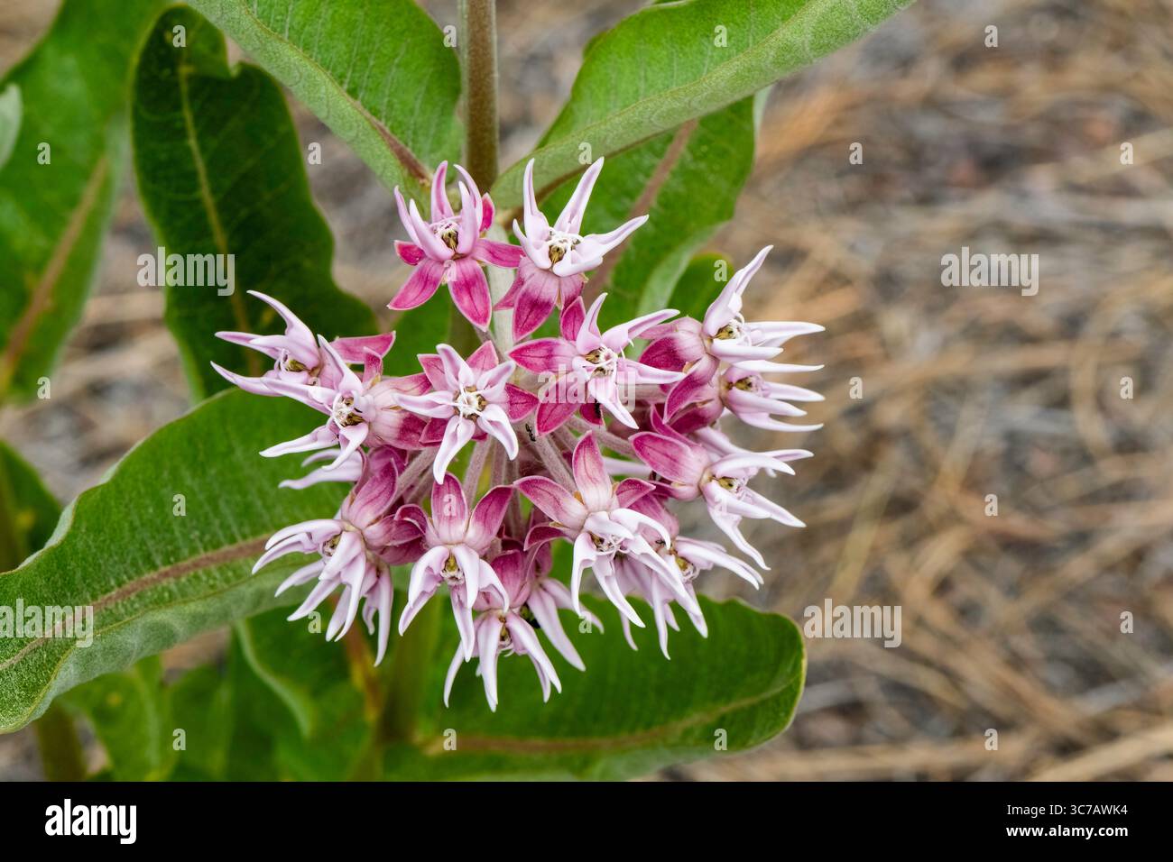 Asclepias speciosa Showy Milkweed Stock Photo