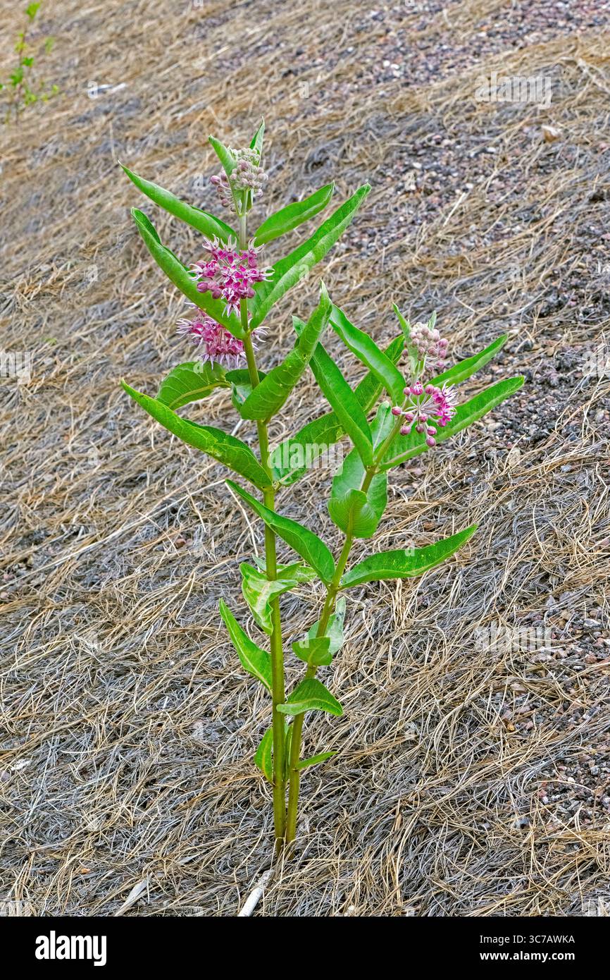 Asclepias speciosa, Showy Milkweed Stock Photo